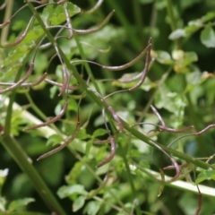 Rorippa microphylla at Tennent, ACT - 6 Jan 2023