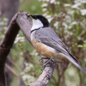 Pachycephala rufiventris at Tennent, ACT - 6 Jan 2023 11:41 AM