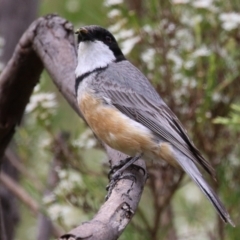 Pachycephala rufiventris at Tennent, ACT - 6 Jan 2023 11:41 AM