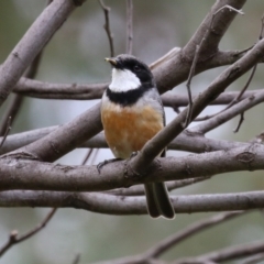 Pachycephala rufiventris at Tennent, ACT - 6 Jan 2023