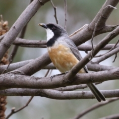 Pachycephala rufiventris at Tennent, ACT - 6 Jan 2023