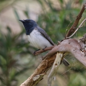 Myiagra rubecula at Tennent, ACT - 6 Jan 2023