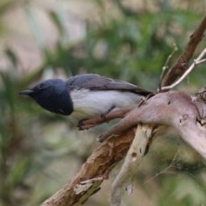 Myiagra rubecula at Tennent, ACT - 6 Jan 2023