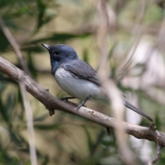 Myiagra rubecula at Tennent, ACT - 6 Jan 2023