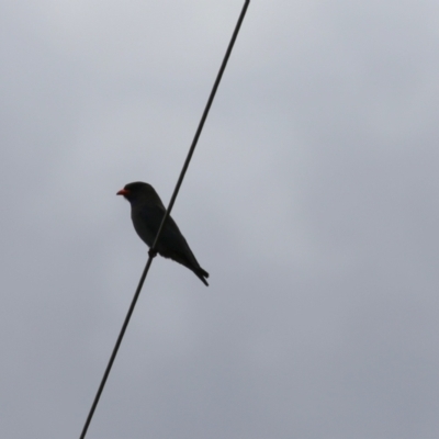 Eurystomus orientalis (Dollarbird) at Gigerline Nature Reserve - 6 Jan 2023 by RodDeb