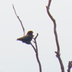 Eurystomus orientalis at Tennent, ACT - 6 Jan 2023