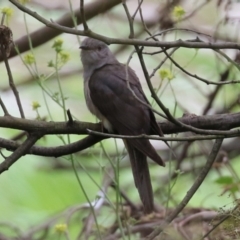 Cacomantis variolosus (Brush Cuckoo) at Gigerline Nature Reserve - 6 Jan 2023 by RodDeb