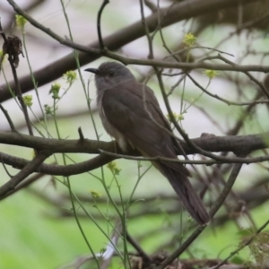 Cacomantis variolosus at Tennent, ACT - 6 Jan 2023