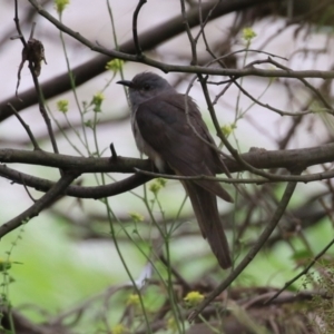 Cacomantis variolosus at Tennent, ACT - 6 Jan 2023