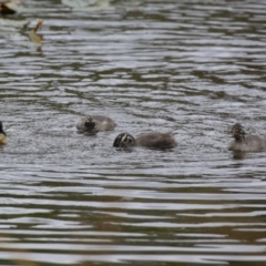 Tachybaptus novaehollandiae (Australasian Grebe) at Tharwa, ACT - 6 Jan 2023 by RodDeb