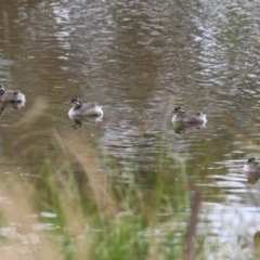 Tachybaptus novaehollandiae at Tharwa, ACT - 6 Jan 2023