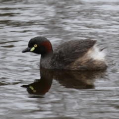 Tachybaptus novaehollandiae at Tharwa, ACT - 6 Jan 2023