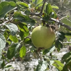 Malus pumila (Apple) at Uriarra Recreation Reserve - 6 Jan 2023 by JaneR