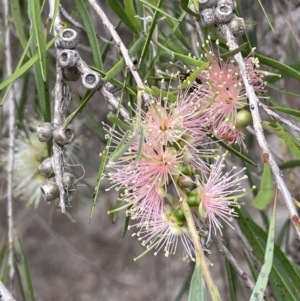 Callistemon sieberi at Stromlo, ACT - 6 Jan 2023 02:17 PM