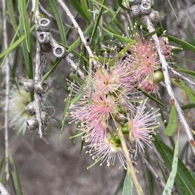 Callistemon sieberi (River Bottlebrush) at Uriarra Recreation Reserve - 6 Jan 2023 by JaneR