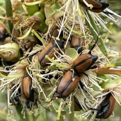 Phyllotocus marginipennis (Nectar scarab) at Stromlo, ACT - 6 Jan 2023 by JaneR