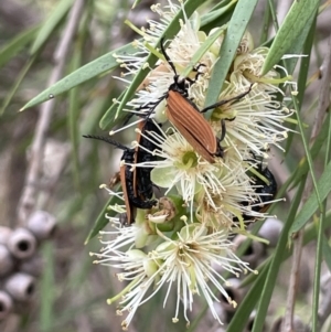 Phyllotocus marginipennis at Stromlo, ACT - 6 Jan 2023