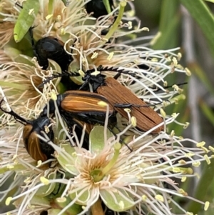 Phyllotocus marginipennis at Stromlo, ACT - 6 Jan 2023