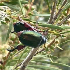 Repsimus manicatus montanus (Green nail beetle) at Uriarra Recreation Reserve - 6 Jan 2023 by JaneR