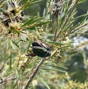 Repsimus manicatus montanus at Stromlo, ACT - 6 Jan 2023