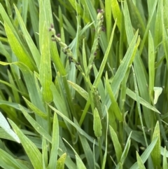 Paspalum distichum (Water Couch) at Stromlo, ACT - 6 Jan 2023 by JaneR