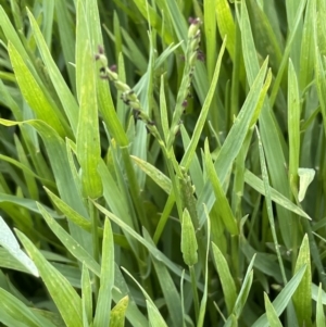 Paspalum distichum at Stromlo, ACT - 6 Jan 2023