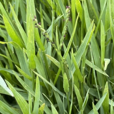 Paspalum distichum (Water Couch) at Uriarra Recreation Reserve - 6 Jan 2023 by JaneR