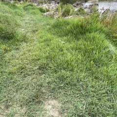 Paspalum distichum at Stromlo, ACT - 6 Jan 2023