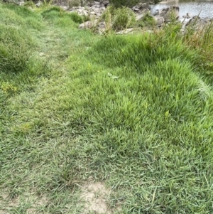 Paspalum distichum at Stromlo, ACT - 6 Jan 2023