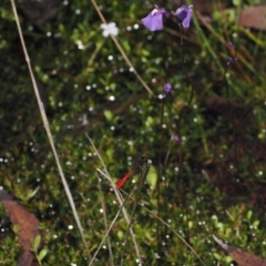 Nannophya dalei (Eastern Pygmyfly) at Namadgi National Park - 3 Jan 2023 by RAllen