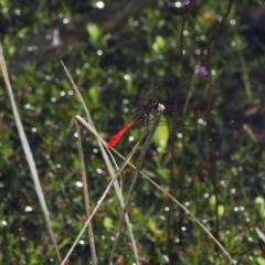 Nannophya dalei at Paddys River, ACT - suppressed