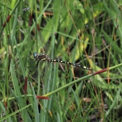 Synthemis eustalacta (Swamp Tigertail) at Paddys River, ACT - 3 Jan 2023 by RAllen