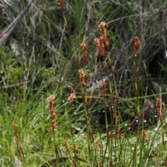 Baloskion australe at Paddys River, ACT - 3 Jan 2023