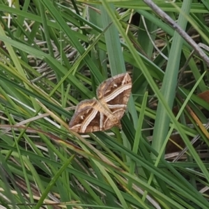 Chrysolarentia conifasciata at Paddys River, ACT - 3 Jan 2023 02:14 PM