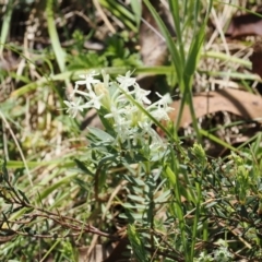 Pimelea glauca (Smooth Rice Flower) at Namadgi National Park - 3 Jan 2023 by RAllen