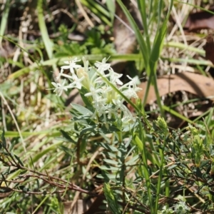 Pimelea glauca at Paddys River, ACT - 3 Jan 2023 02:19 PM