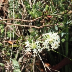 Pimelea glauca at Paddys River, ACT - 3 Jan 2023 02:19 PM