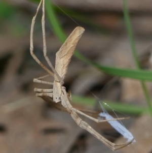 Asianopis subrufa at Braemar, NSW - 4 Jan 2023 02:37 PM