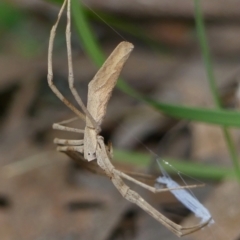 Asianopis subrufa (Rufous net-casting spider) at Wingecarribee Local Government Area - 4 Jan 2023 by Curiosity