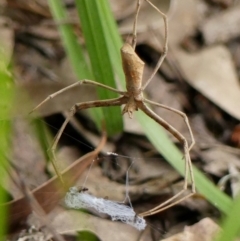 Asianopis subrufa at Braemar, NSW - 4 Jan 2023