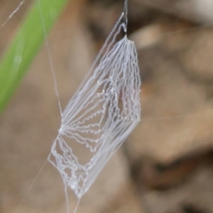 Asianopis subrufa at Braemar, NSW - 4 Jan 2023