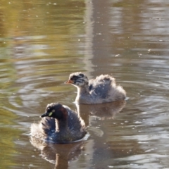 Tachybaptus novaehollandiae (Australasian Grebe) at Woodstock Nature Reserve - 6 Jan 2023 by wombey