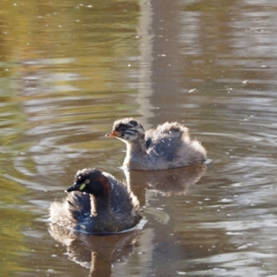 Tachybaptus novaehollandiae (Australasian Grebe) at Strathnairn, ACT - 6 Jan 2023 by wombey