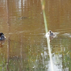 Tachybaptus novaehollandiae at Strathnairn, ACT - 7 Jan 2023