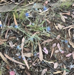 Eryngium ovinum (Blue Devil) at Hughes Grassy Woodland - 6 Jan 2023 by KL