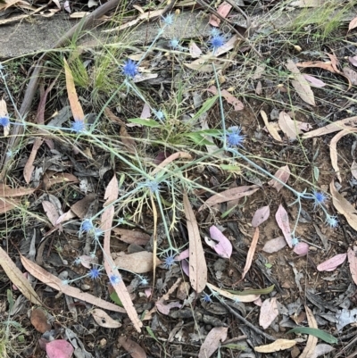 Eryngium ovinum (Blue Devil) at Hughes Grassy Woodland - 6 Jan 2023 by KL