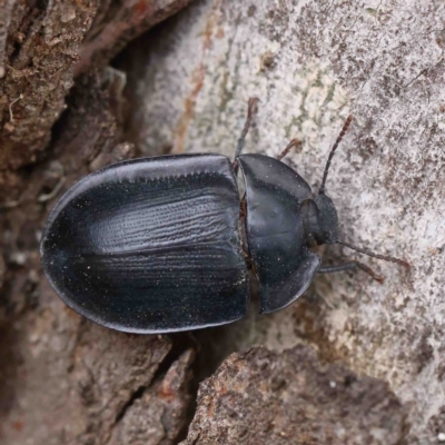 Pterohelaeus piceus (Pie-dish beetle) at Dryandra St Woodland - 5 Jan 2023 by ConBoekel
