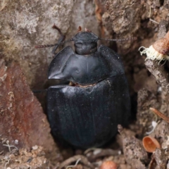 Pterohelaeus piceus at O'Connor, ACT - 5 Jan 2023