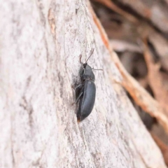 Pterohelaeus piceus at O'Connor, ACT - 5 Jan 2023 03:22 PM