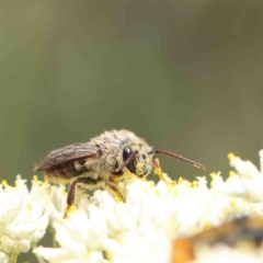 Paracolletes crassipes at Dryandra St Woodland - 5 Jan 2023 by ConBoekel